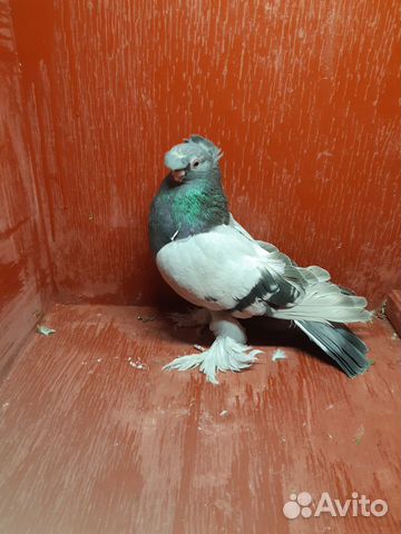 Узбекские двухчубые голуби купить на Зозу.ру - фотография № 2