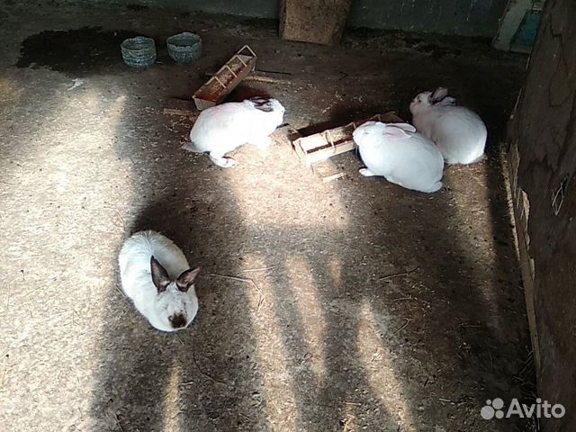 Кролики породистые купить на Зозу.ру - фотография № 1