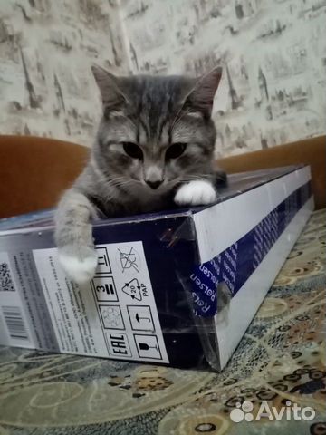 Кот купить на Зозу.ру - фотография № 5