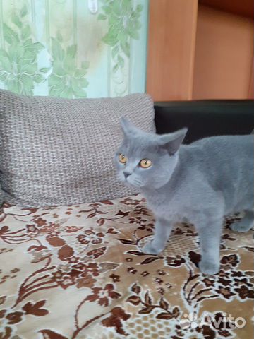 Продам британского котёнка купить на Зозу.ру - фотография № 1