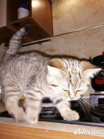 Котенок бриташка купить на Зозу.ру - фотография № 3