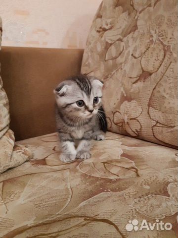 Вислоухие котята купить на Зозу.ру - фотография № 5