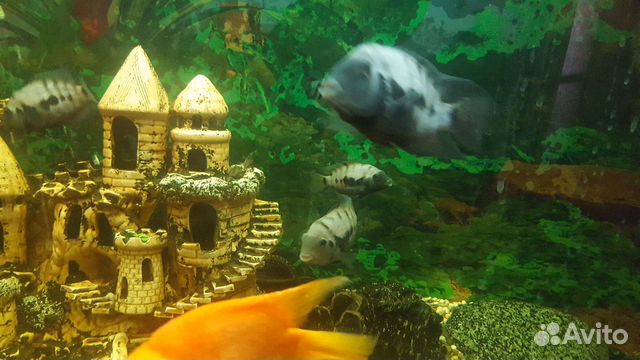 Рыбки Цихлазома чернополосая купить на Зозу.ру - фотография № 4