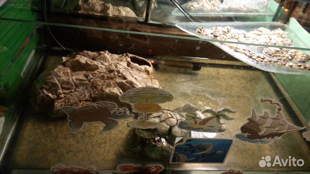 Черепаха с аквариумом, бережком и нагревателем купить на Зозу.ру - фотография № 5