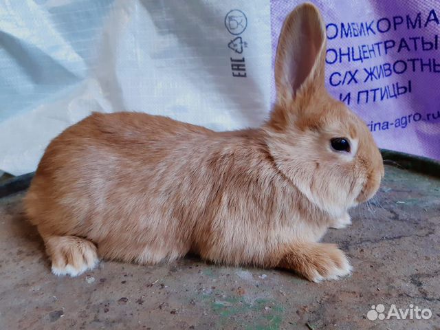 Кролик Бургундский Купить В Туле