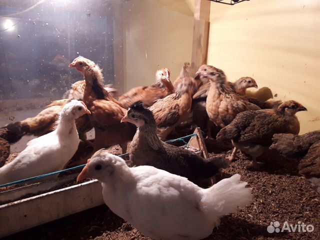 Цыплята породистые купить на Зозу.ру - фотография № 1