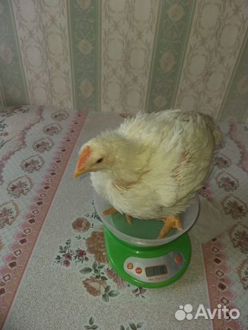 Продаю Цыплят бройлер купить на Зозу.ру - фотография № 2