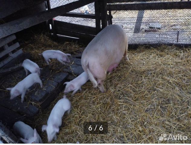 Свиноматка с поросятами купить на Зозу.ру - фотография № 6