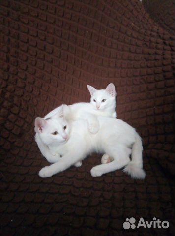 Котята красивые белые краткошерстные купить на Зозу.ру - фотография № 1