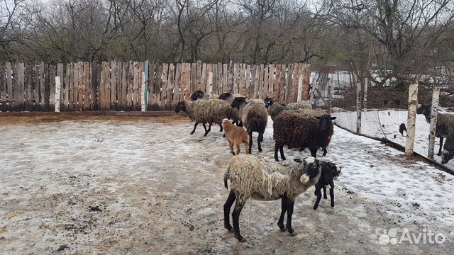 Продам.Бараны,Овцы,телята,ягнята купить на Зозу.ру - фотография № 3