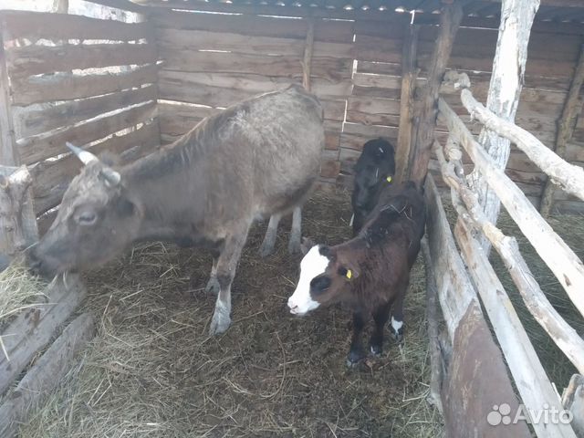 3 коровы 4 теленка-тёлочки купить на Зозу.ру - фотография № 6