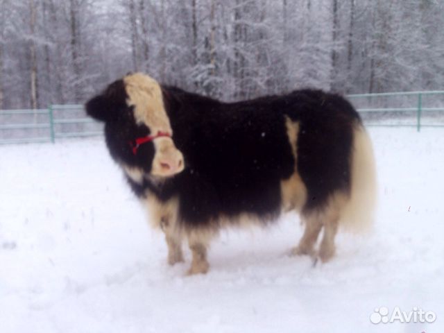 Тибетский як, корова купить на Зозу.ру - фотография № 2