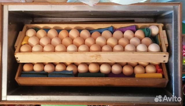 Купить яйца кур на авито. Инкубатор блиц 72 гусиные яйца. Инкубатор блиц база на 630 яиц. Инкубатор для яиц блиц норма на 72. Инкубатор для яиц Вегас 120.