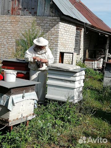 Пчелы пасека купить на Зозу.ру - фотография № 1