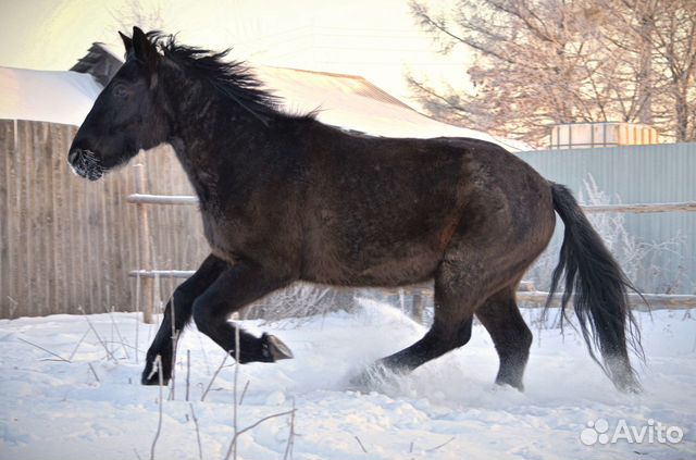 На продажу предлагается конь купить на Зозу.ру - фотография № 6
