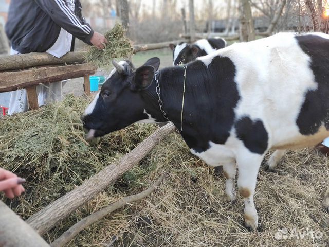 Корова(тёлка) купить на Зозу.ру - фотография № 3