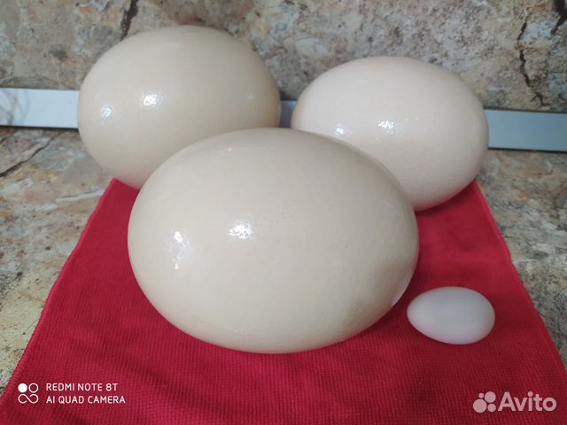 Страусиные яйца купить на Зозу.ру - фотография № 1