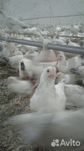 Цыплята серебрянки купить на Зозу.ру - фотография № 2