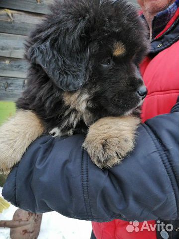 Продам щенков Тибетского мастифа купить на Зозу.ру - фотография № 7