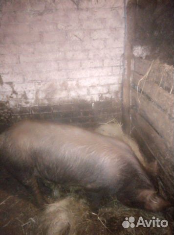 Кабанчик дюрок ждёт свинку в гости на свою террито купить на Зозу.ру - фотография № 1