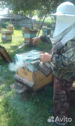 Продам пчелосемьи. Пчелы среднерусские купить на Зозу.ру - фотография № 4