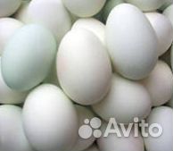 Розничная и оптовая продажа яиц Башкирских уток купить на Зозу.ру - фотография № 1