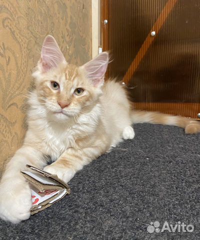 Котик Мейн-кун в системе WCF купить на Зозу.ру - фотография № 4