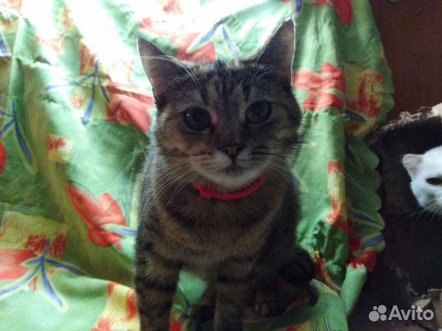 Молодая стерилизованная кошка Молодая стерилизованная кошка