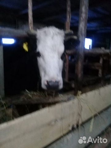 Стельная корова купить на Зозу.ру - фотография № 2