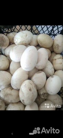 Гусиные яйца Линды купить на Зозу.ру - фотография № 1