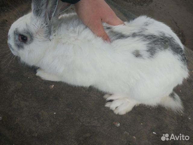 Кролик на племя купить на Зозу.ру - фотография № 1