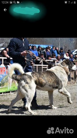 Кавказская овчарка купить на Зозу.ру - фотография № 3