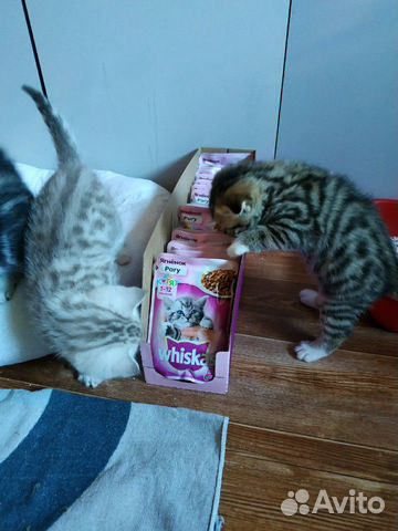Британские котята+корм в подарок купить на Зозу.ру - фотография № 10