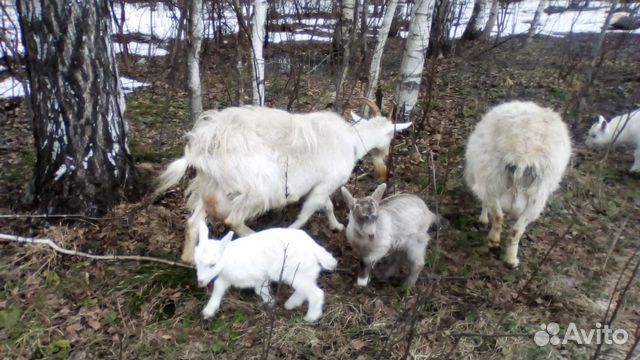 Коза с козлятами купить на Зозу.ру - фотография № 1