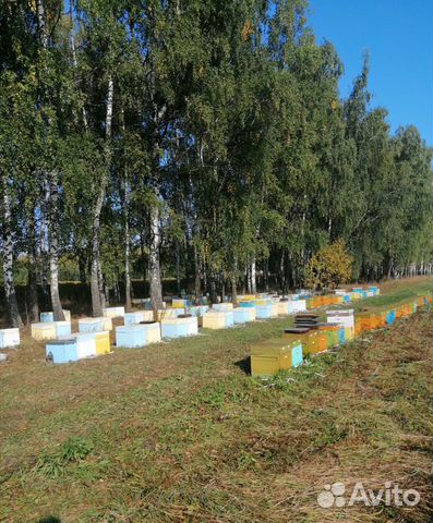 Миролюбивые пчелы. пчелосемьи, пчелопакеты, матки