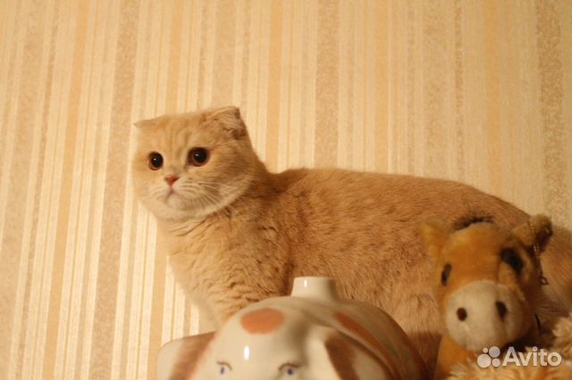 Шотландский вислоухий котенок (девочка) Шотландский вислоухий котенок (девочка)