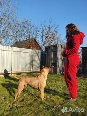 Кинолог. Коррекция поведения и дрессировка собак