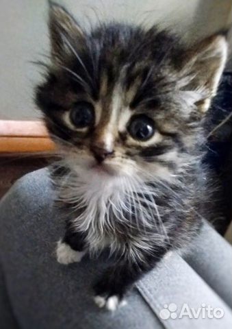 Кошечка в добрые руки Кошечка в добрые руки