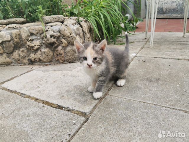 Отдадим умную, красивую кошечку и котенка