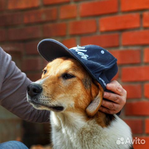 Собака Собака