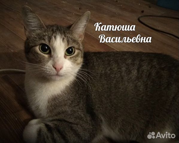 Самая ласковая кошка Катюша. 1 годик, стерилиз