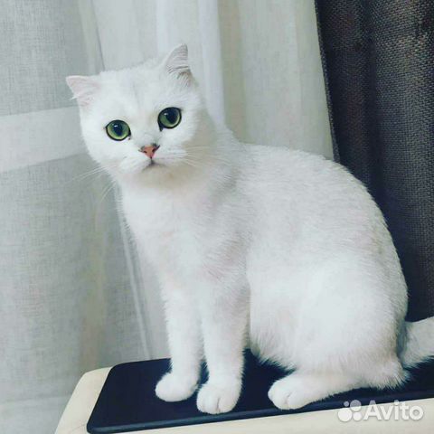 Котята Котята