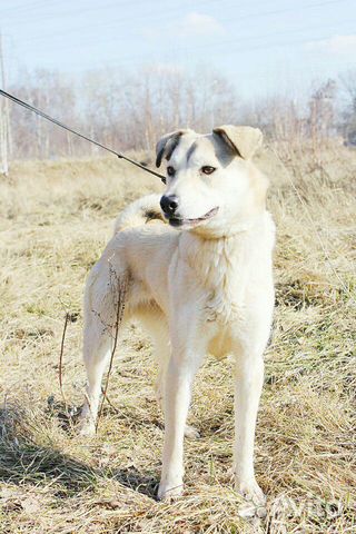 Молодая собака Флер в дар Молодая собака Флер в дар