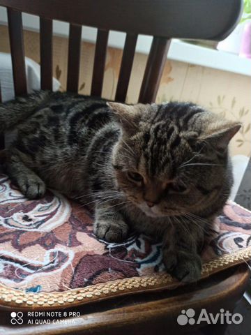 Кошка Кошка