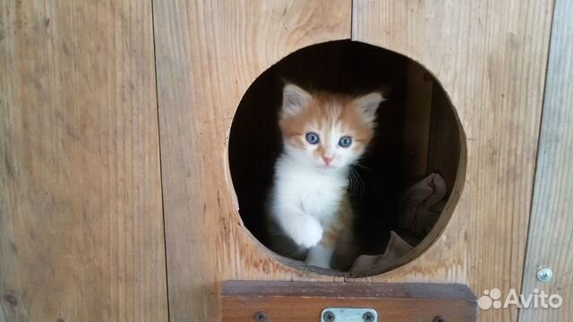 Котенок (кошечка)