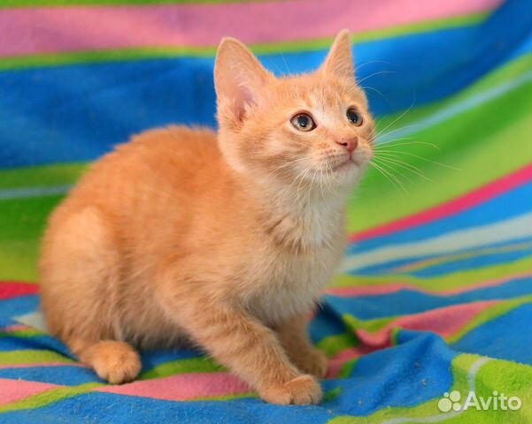 Смайлик - рыжий мальчуган Смайлик - рыжий мальчуган