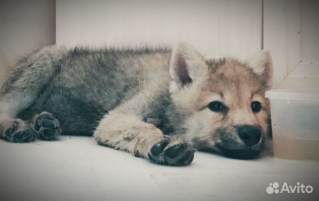 Арктический волчонок) Арктический волчонок)