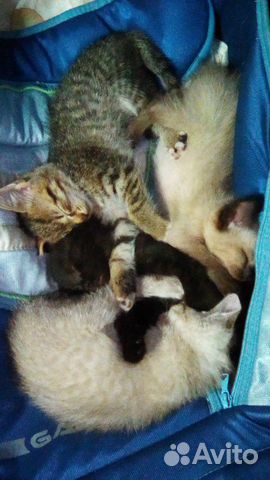 Кошка Кошка