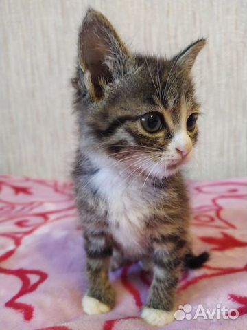 Отдам котят в добрые руки