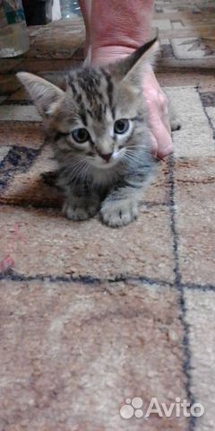 Отдадим в добрые руки котенка,от домашней кошки. В